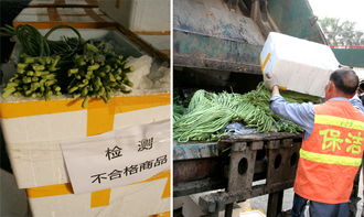 廣州依法集中銷毀農(nóng)藥殘留超標(biāo)豇豆，守護(hù)餐桌安全防線